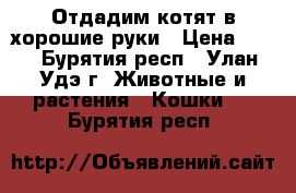 Отдадим котят в хорошие руки › Цена ­ 10 - Бурятия респ., Улан-Удэ г. Животные и растения » Кошки   . Бурятия респ.